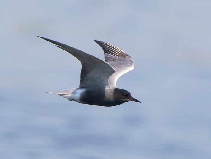 Black Tern