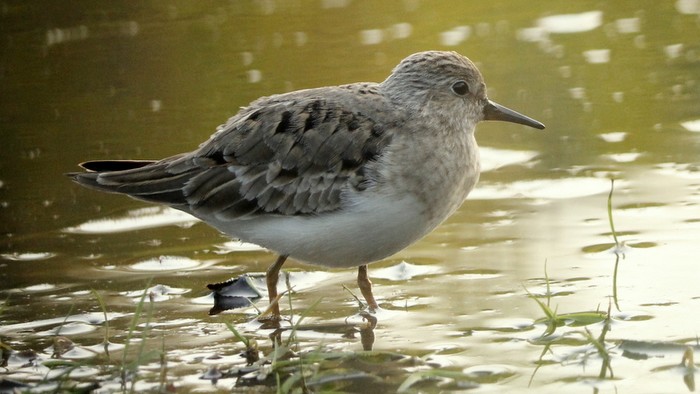 Temminck's Stint