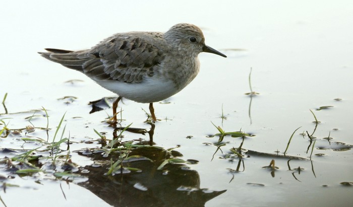 Temminck's Stint