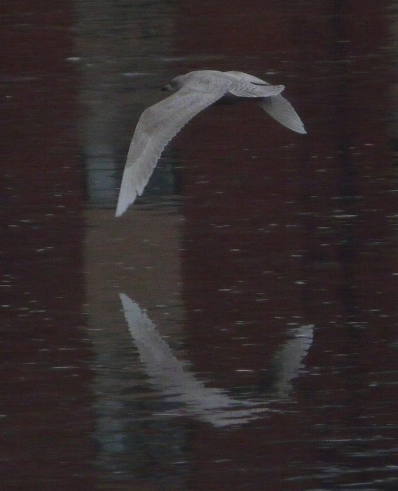Iceland Gull