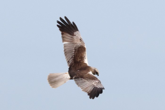 Marsh Harrier