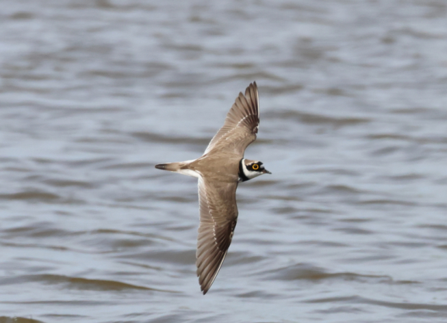 Little Ringed Plover