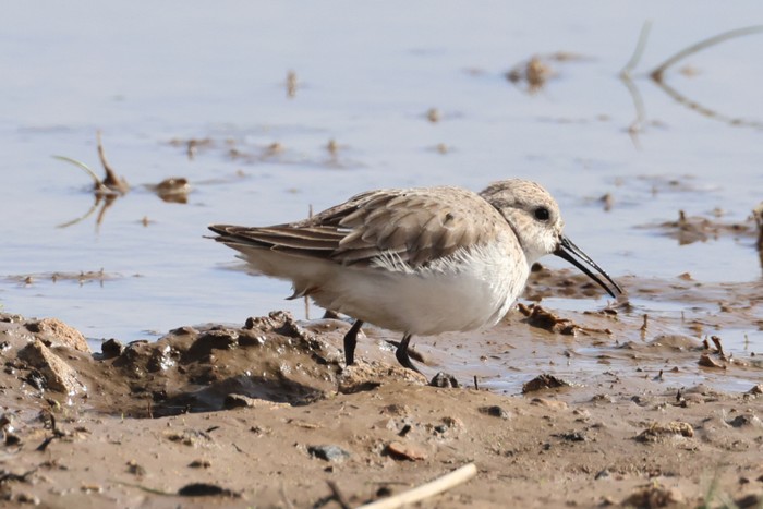 Dunlin