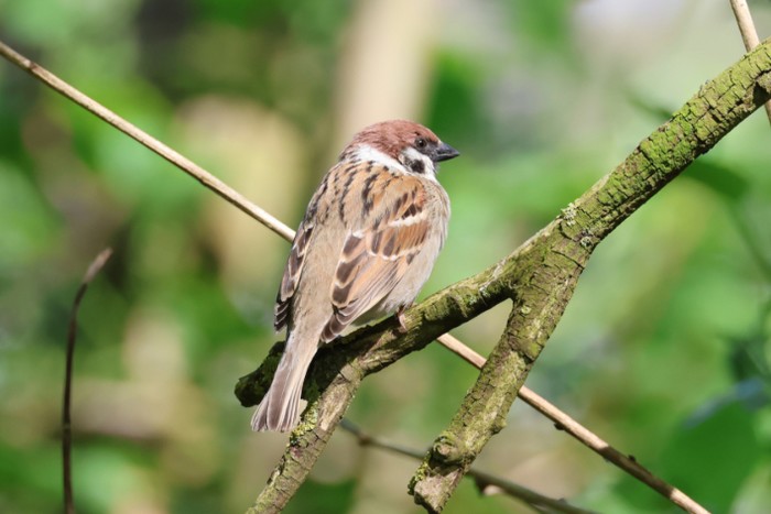 Tree Sparrow