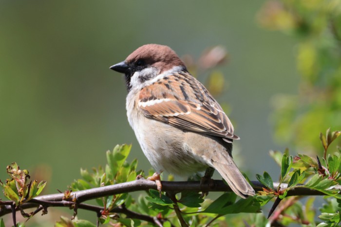 Tree Sparrow