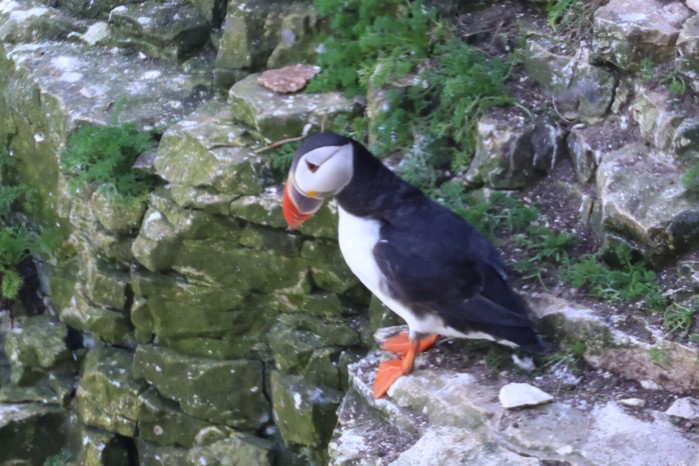 Puffin