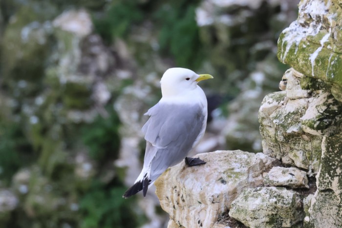 Kittiwake