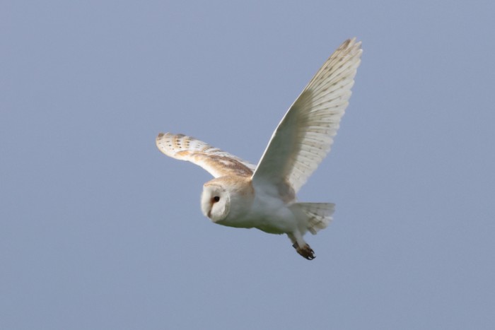 Barn Owl