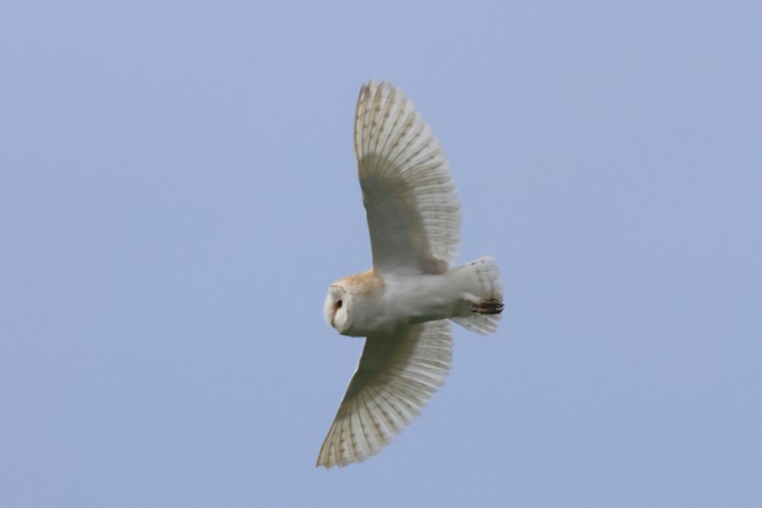 Barn Owl