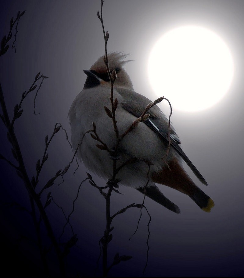 Waxwing