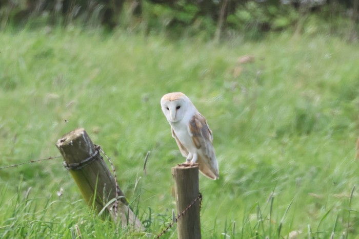 Barn Owl