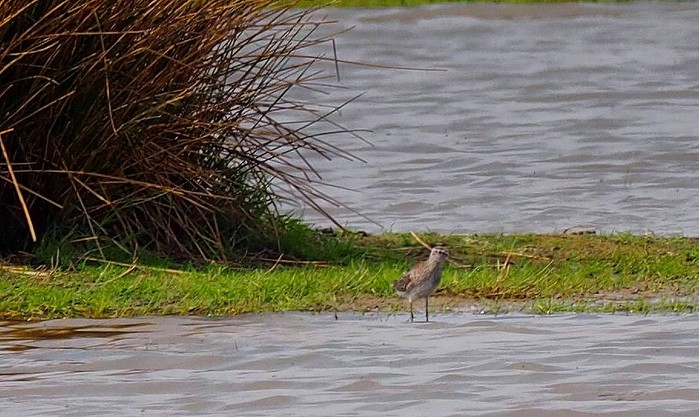 Wood Sandpiper
