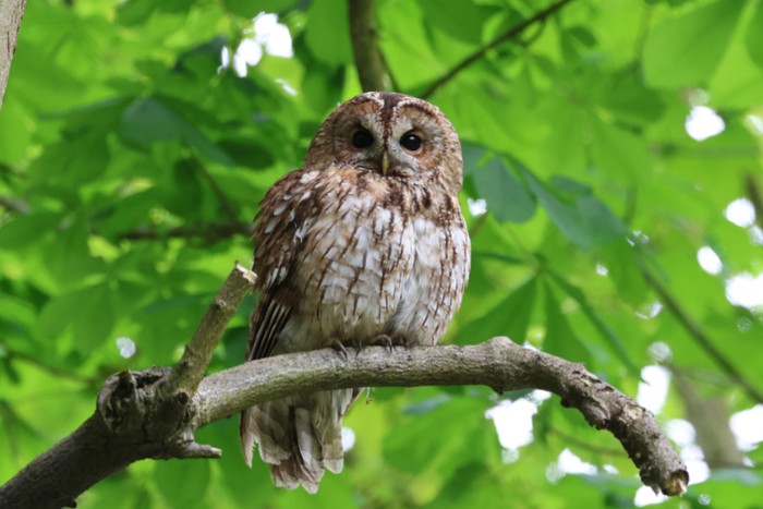 Tawny Owl