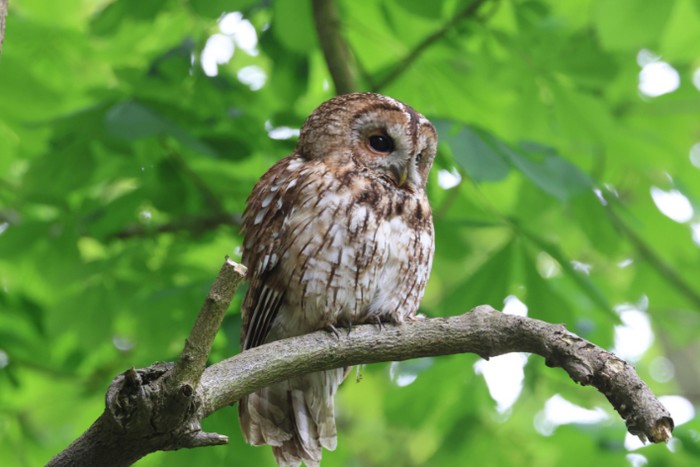 Tawny Owl