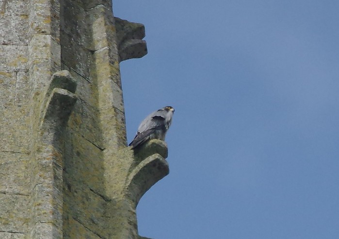 Peregrine