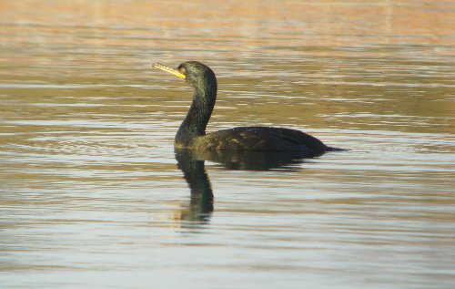 Shag