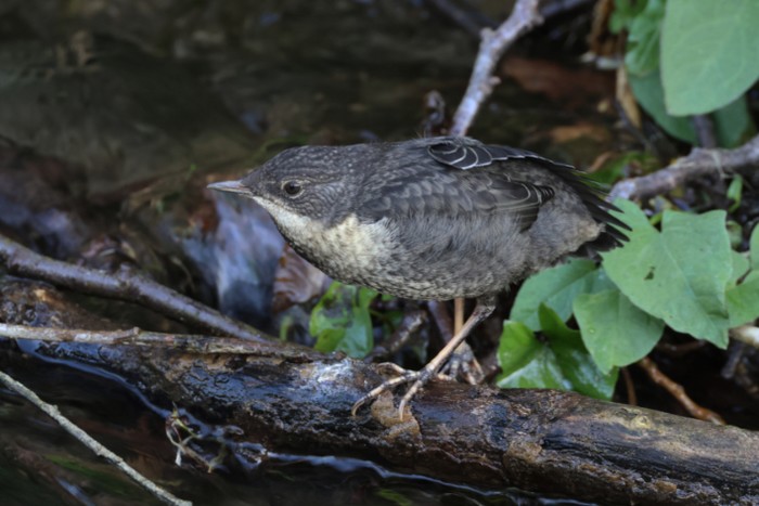 Dipper