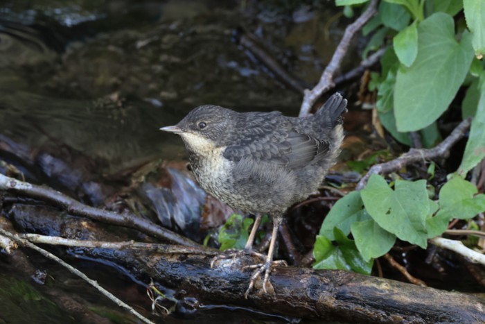 Dipper