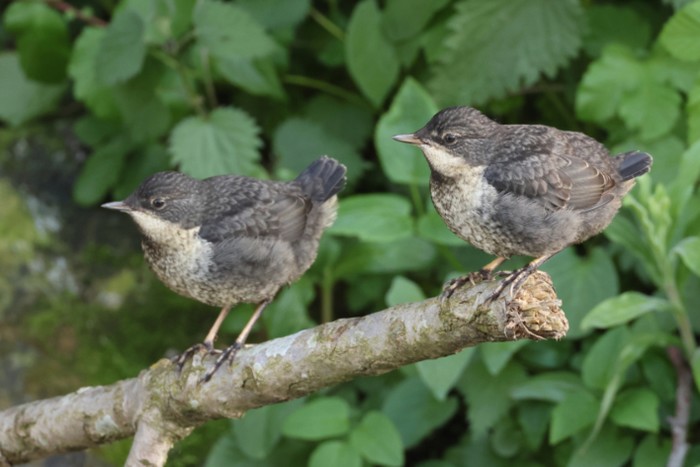 Dipper