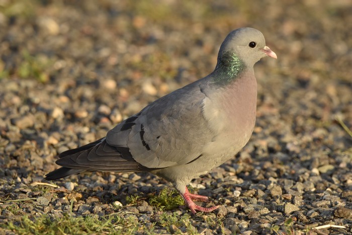 Stock Dove