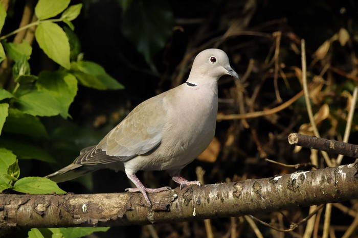 Collared Dove