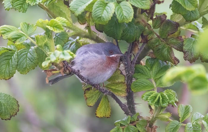Eastern Subalpine Warbler