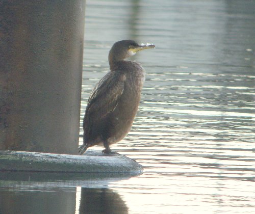 Shag