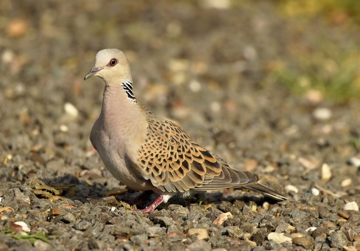 Turtle Dove
