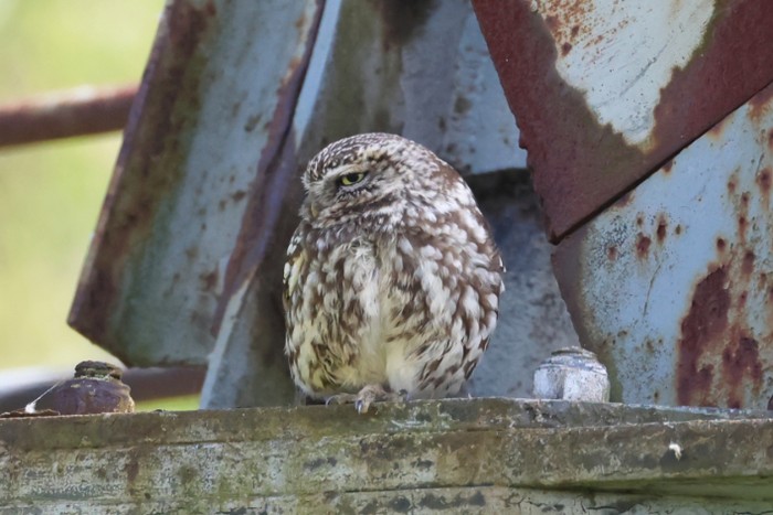 Little Owl