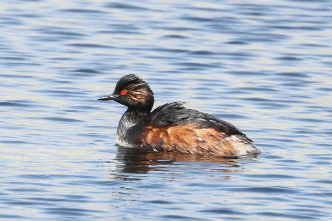 Black-necked Grebe