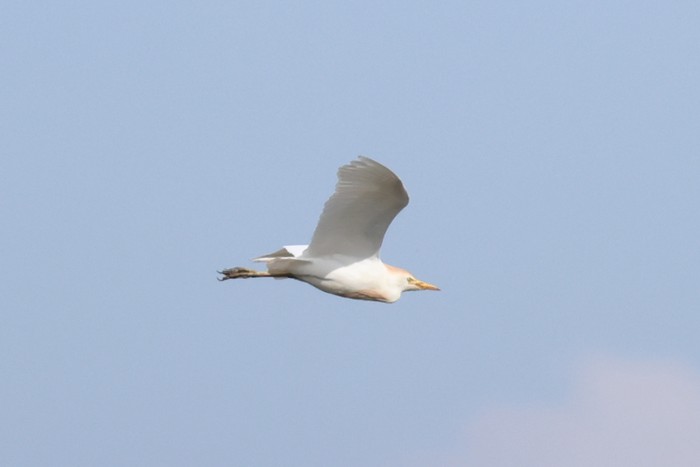 Cattle Egret