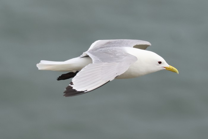 Kittiwake
