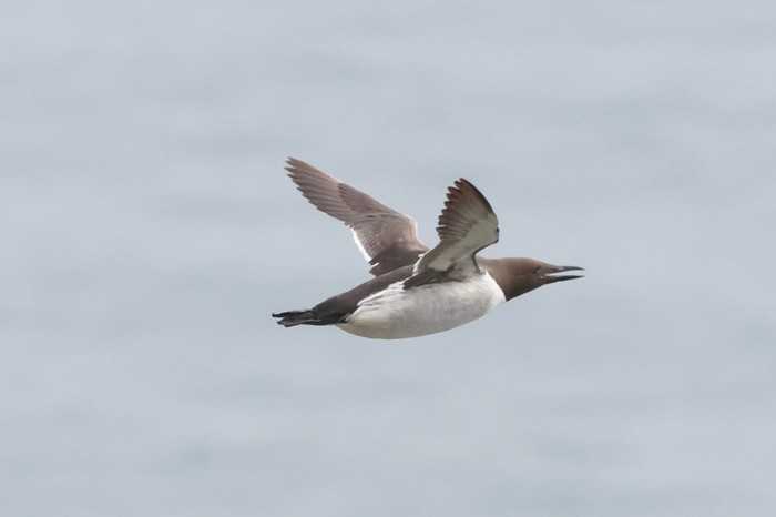 Guillemot