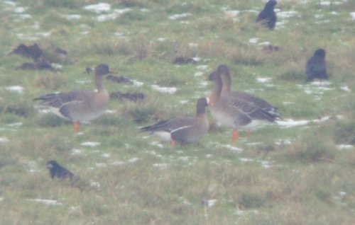 Lesser White-fronted Goose