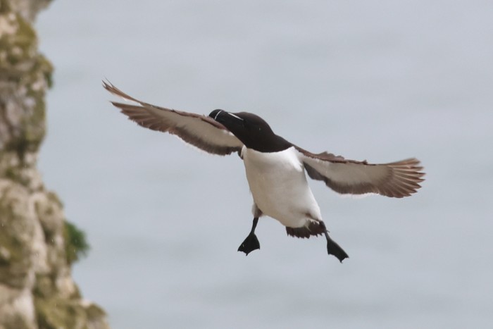 Razorbill