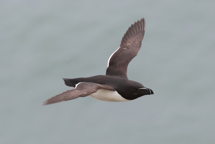 Razorbill