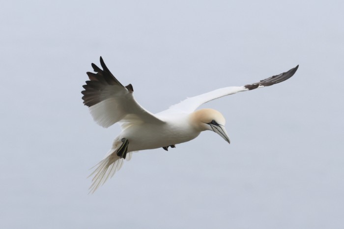 Gannet