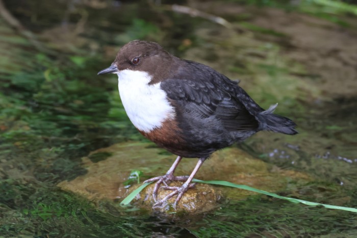 Dipper