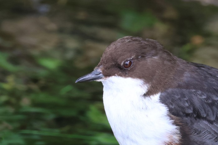 Dipper