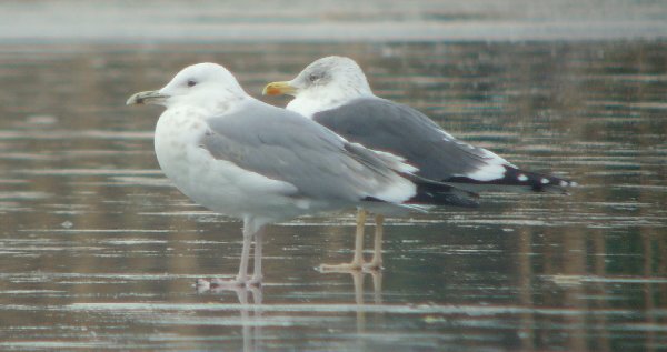 Caspian Gull
