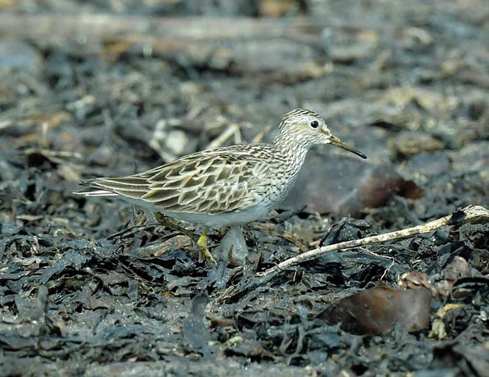 Pectoral Sandpiper