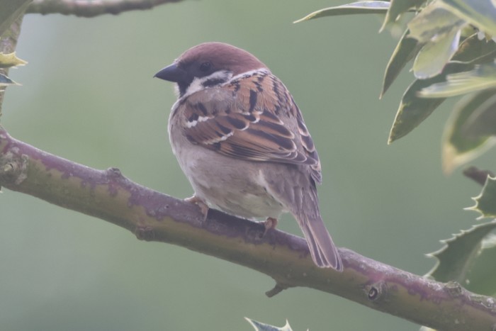 Tree Sparrow