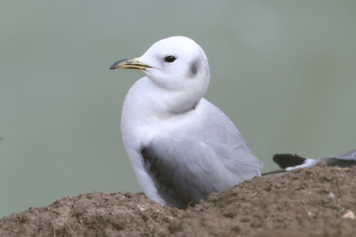 Kittiwake