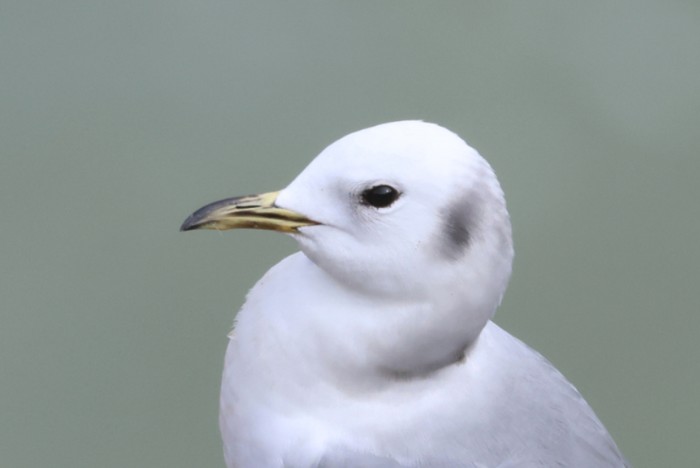 Kittiwake