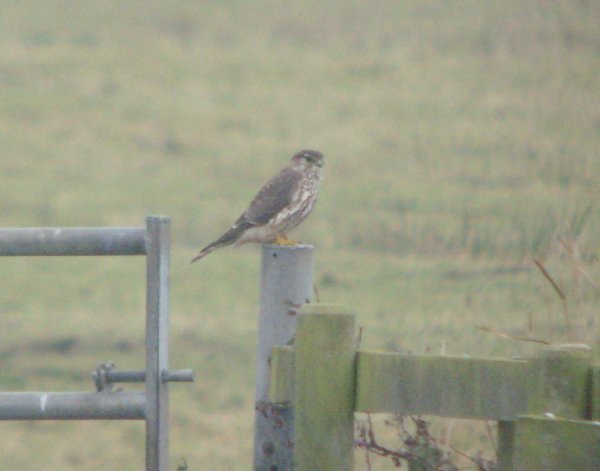 Merlin