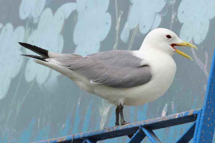 Kittiwake