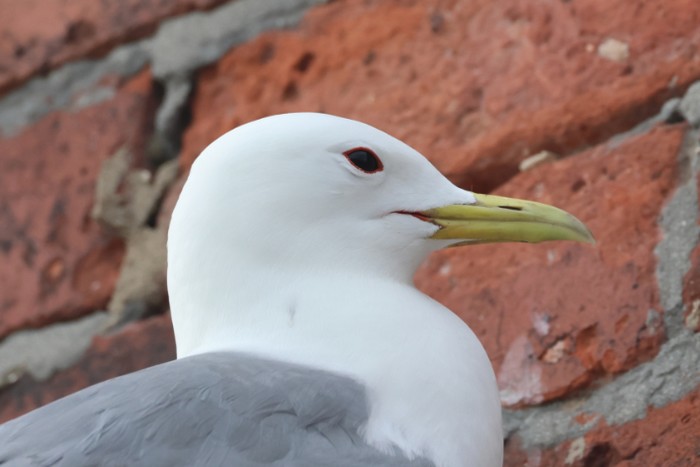 Kittiwake