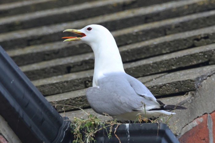 Kittiwake