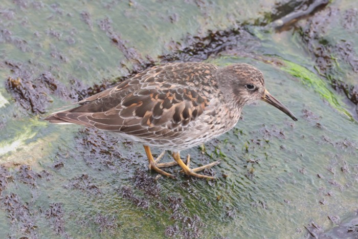 Purple Sandpiper