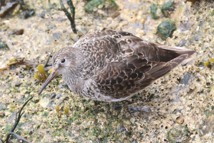 Purple Sandpiper